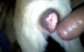 Sexo com universitaria tarada por pau - guy fucks animal, zoophilia fuck porn